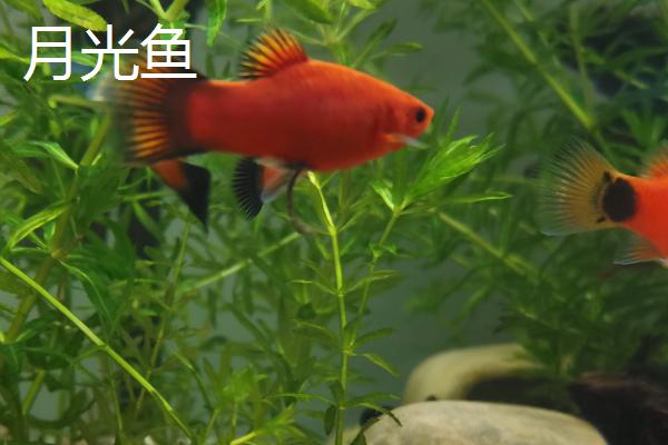 珍珠马甲鱼可以混养哪些鱼，孔雀鱼和月光鱼都适合