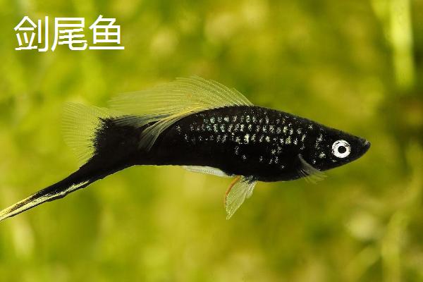 珍珠马甲鱼可以混养哪些鱼，孔雀鱼和月光鱼都适合