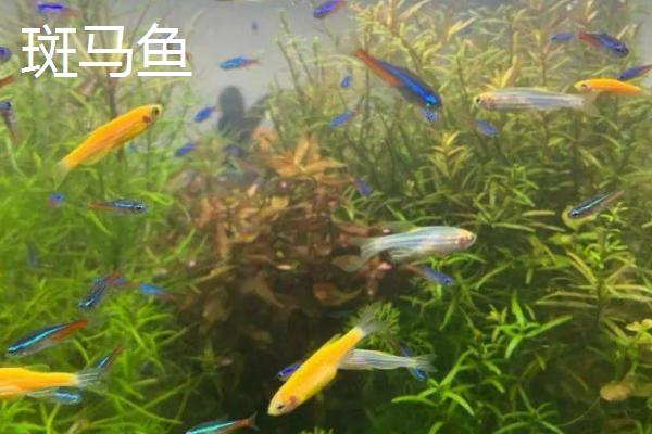 珍珠马甲鱼可以混养哪些鱼，孔雀鱼和月光鱼都适合