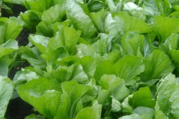 包心芥菜怎么种植，早熟品种每亩地可栽种2000-2200株