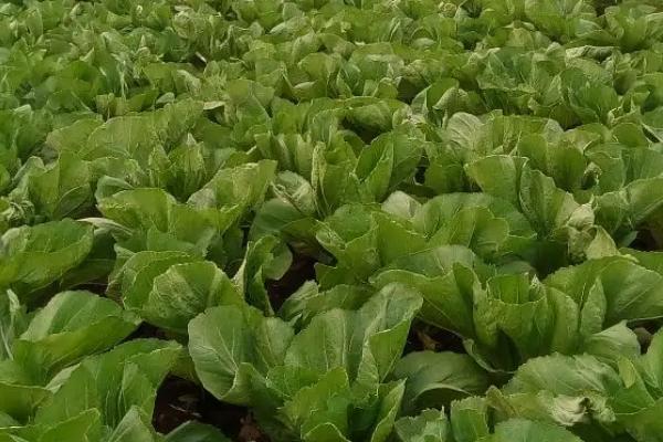包心芥菜怎么种植，早熟品种每亩地可栽种2000-2200株