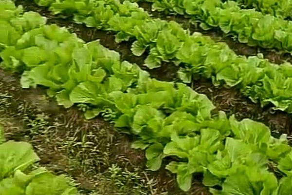 包心芥菜怎么种植，早熟品种每亩地可栽种2000-2200株