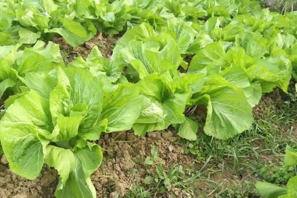 包心芥菜怎么种植，早熟品种每亩地可栽种2000-2200株