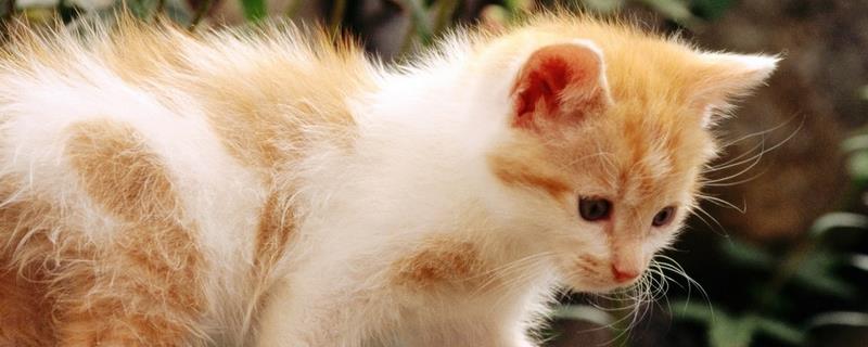 猫钻被窝是什么原因