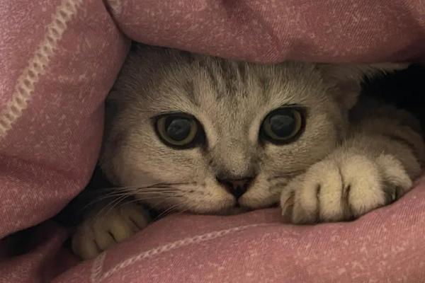 猫钻被窝是什么原因，天气寒冷时喜欢钻入被窝中保暖