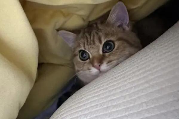 猫钻被窝是什么原因，天气寒冷时喜欢钻入被窝中保暖