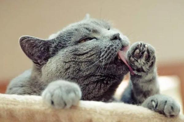 猫钻被窝是什么原因，天气寒冷时喜欢钻入被窝中保暖