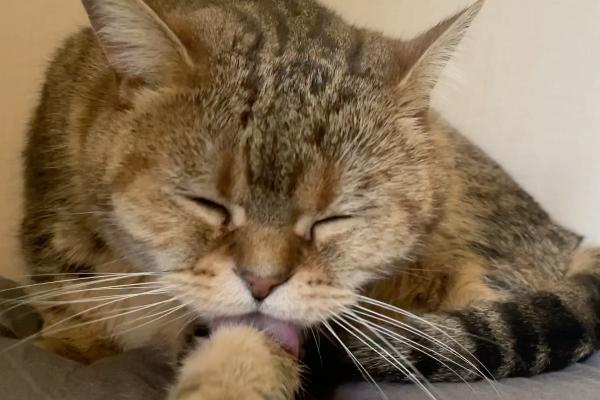 猫钻被窝是什么原因，天气寒冷时喜欢钻入被窝中保暖
