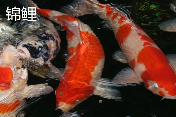 锦鲤和红鲤鱼的区别，后者颜色单一