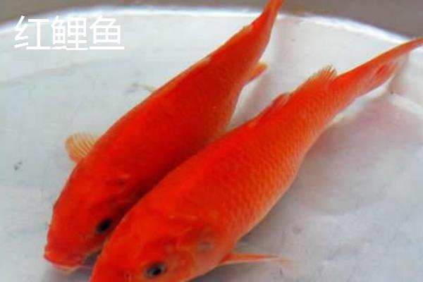 锦鲤和红鲤鱼的区别，后者颜色单一