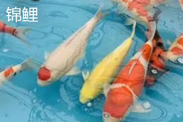 锦鲤和红鲤鱼的区别，后者颜色单一
