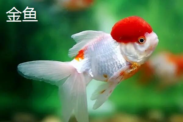 锦鲤和红鲤鱼的区别，后者颜色单一