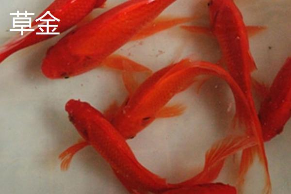 锦鲤和红鲤鱼的区别，后者颜色单一