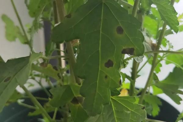 木槿病虫害及防治方法，主要为害叶片