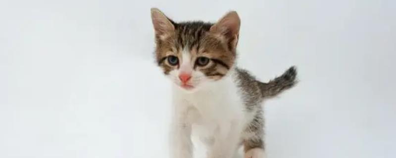 如何缓解母猫闹猫症状