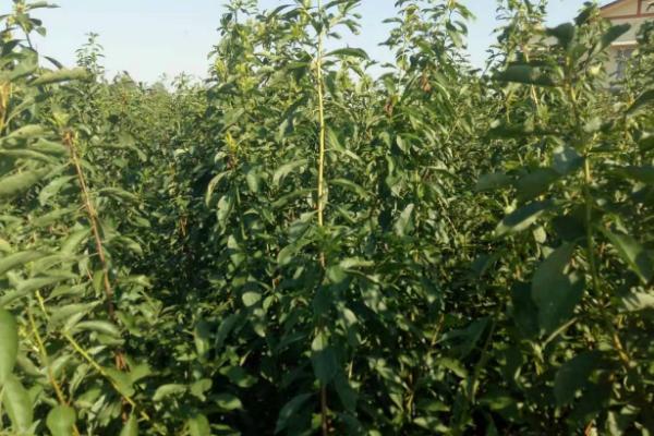 秋季李树管理技术要点，及时灌水施肥