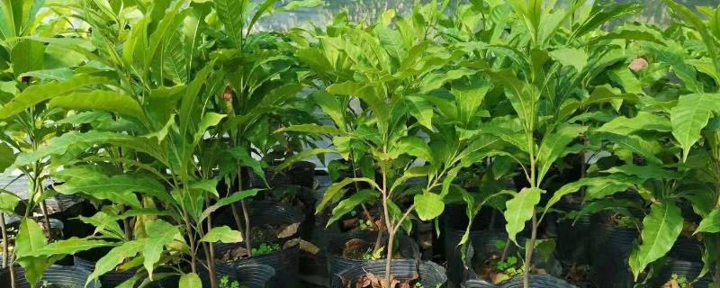 种植黄金果的要点