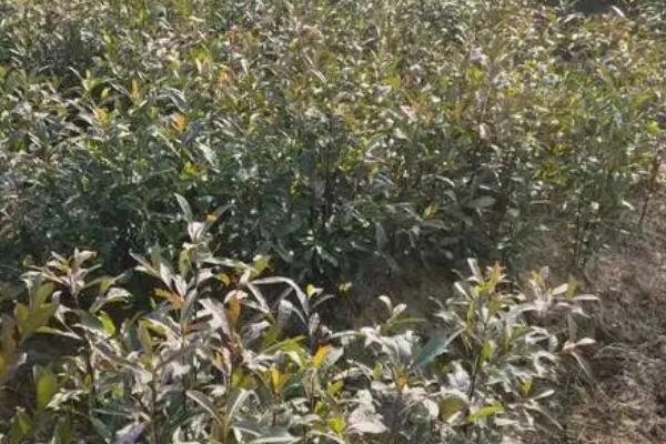 杜英苗怎么防冻保暖，喷施叶面肥可增强防冻能力