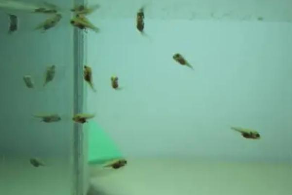 灯鱼的繁殖方法，雌鱼受精后会产卵