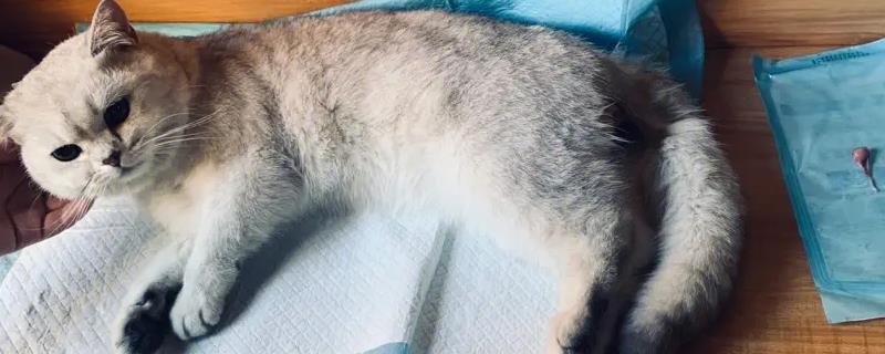 猫要不要做绝育