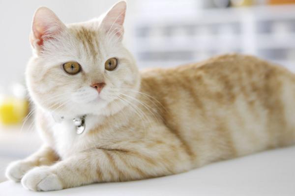 猫要不要做绝育，该手术的利大于弊
