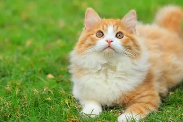 猫要不要做绝育，该手术的利大于弊