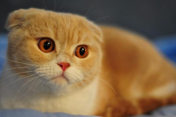 猫要不要做绝育，该手术的利大于弊