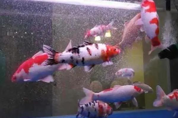 锦鲤为什么扎缸角，有可能是水质太差导致的