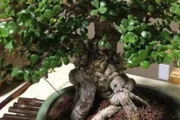 金枝玉叶盆栽养殖方法，生长季节每隔半个月要追施一次稀薄液肥