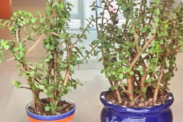 金枝玉叶盆栽养殖方法，生长季节每隔半个月要追施一次稀薄液肥
