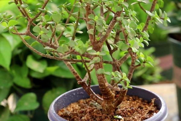 金枝玉叶盆栽养殖方法，生长季节每隔半个月要追施一次稀薄液肥
