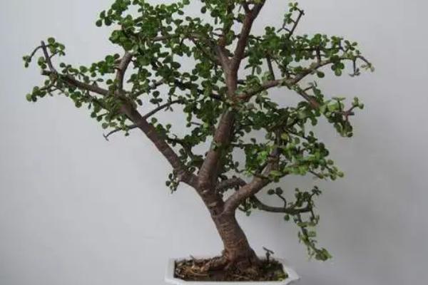 金枝玉叶盆栽养殖方法，生长季节每隔半个月要追施一次稀薄液肥