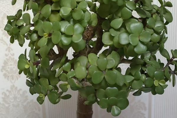 金枝玉叶盆栽养殖方法，生长季节每隔半个月要追施一次稀薄液肥