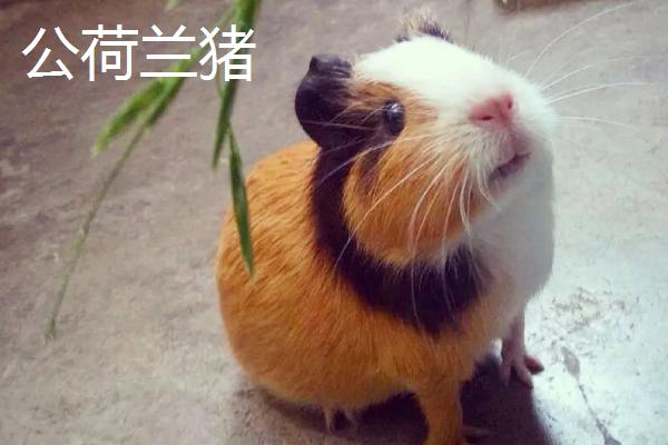 荷兰猪的智商能和几岁儿童相比，通常相当于三岁的幼儿