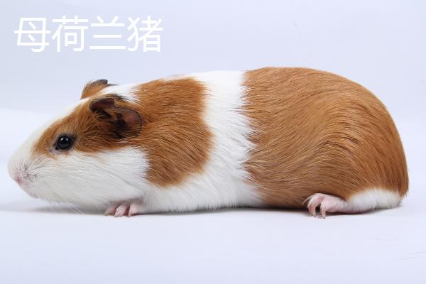 荷兰猪的智商能和几岁儿童相比，通常相当于三岁的幼儿