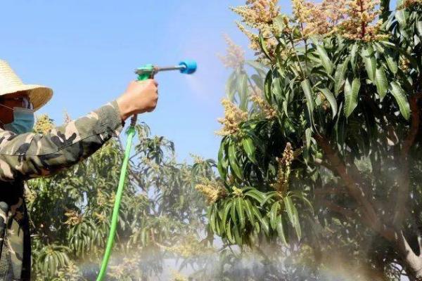 芒果短头叶蝉怎么防治，可用功夫乳油等药物连喷2-3次