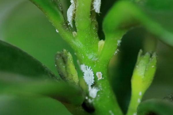 芒果短头叶蝉怎么防治，可用功夫乳油等药物连喷2-3次