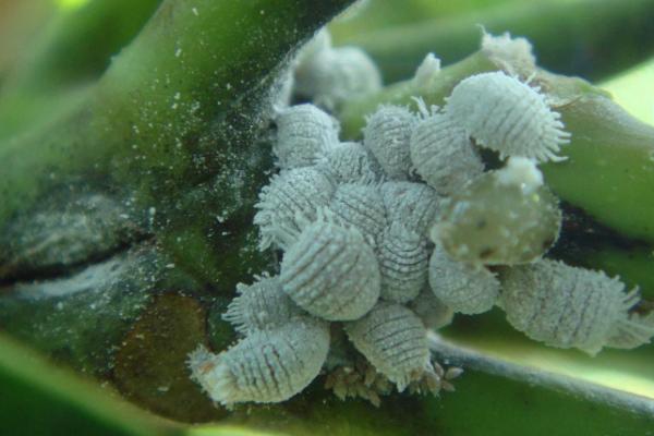 芒果短头叶蝉怎么防治，可用功夫乳油等药物连喷2-3次