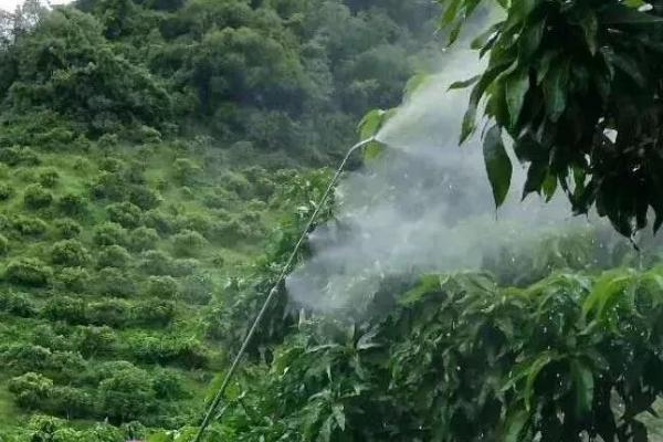 芒果短头叶蝉怎么防治，可用功夫乳油等药物连喷2-3次