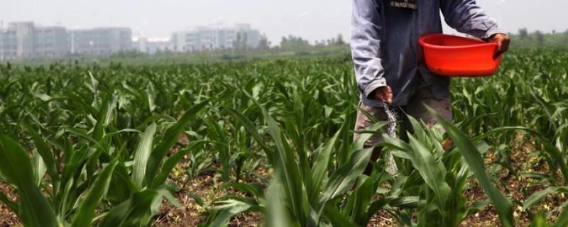 玉米追肥过量会怎样