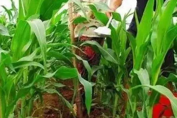 玉米追肥过量会怎样，肥料上多了反而减产了