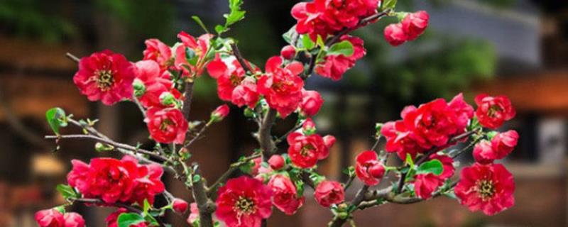 海棠花的花语是什么