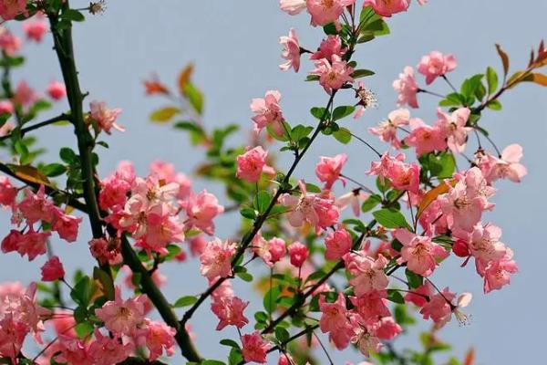 海棠花的花语是什么，苦恋、离愁、美丽、高贵皆是它的花语