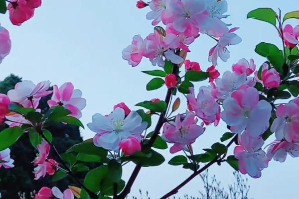海棠花的花语是什么，苦恋、离愁、美丽、高贵皆是它的花语