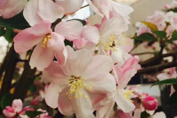 海棠花的花语是什么，苦恋、离愁、美丽、高贵皆是它的花语