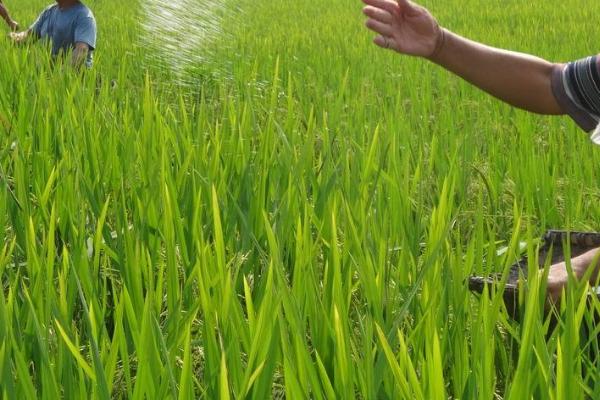 化肥主要分类，可分为氮肥、磷肥、钾肥
