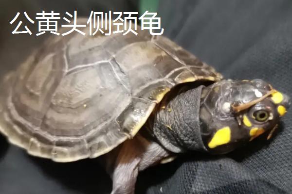 黄头侧颈龟如何分辨公母，成年以后才好分辨