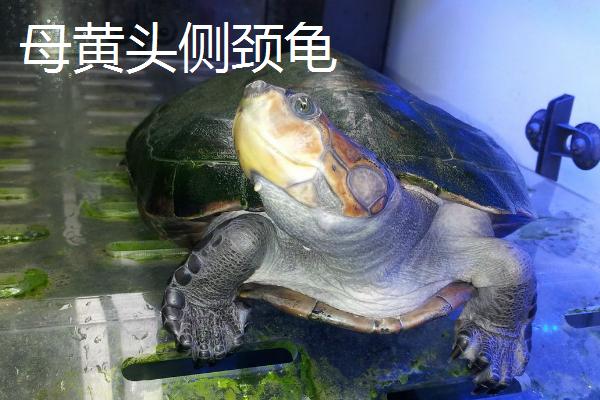 黄头侧颈龟如何分辨公母，成年以后才好分辨