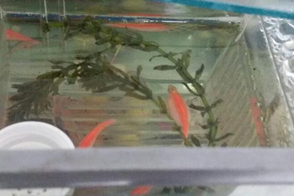 红斑马鱼如何繁殖，繁殖方式是卵生