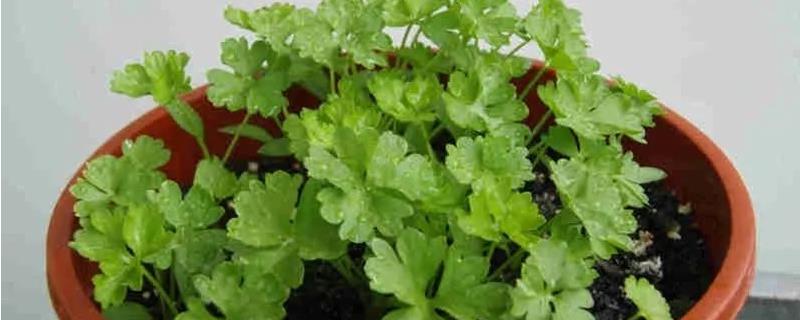 养护香菜的方法